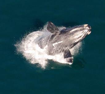 http://magazine.africageographic.com/wp-content/uploads/2015/09/whale-breaching.jpg